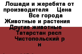 Лошади и жеребята от производителя. › Цена ­ 120 - Все города Животные и растения » Другие животные   . Татарстан респ.,Чистопольский р-н